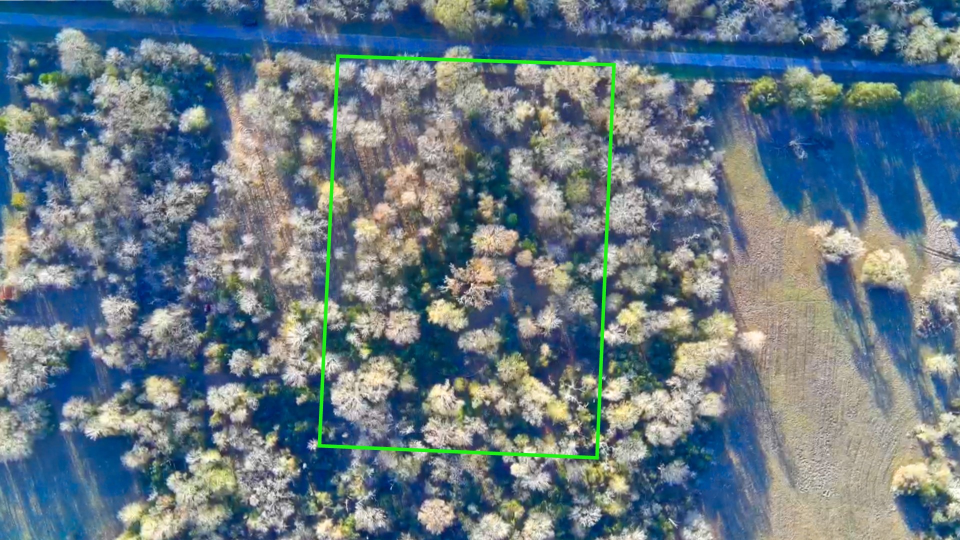 0 Derrick Road Hempstead, TX 77445 - Photo 11 of 11 a picture of tree