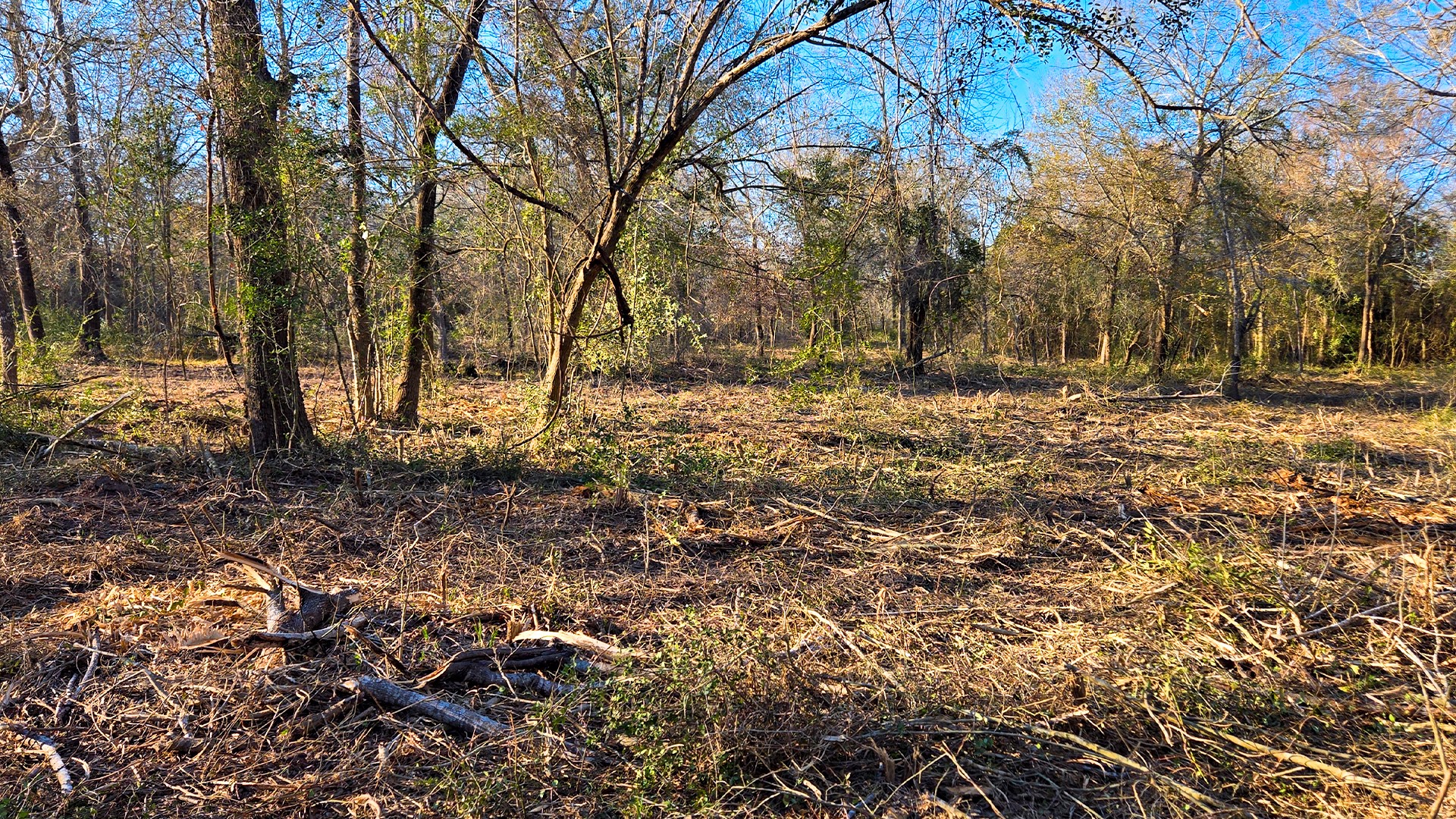 0 Derrick Road Hempstead, TX 77445 - Photo 3 of 11 a view of a yard with a tree