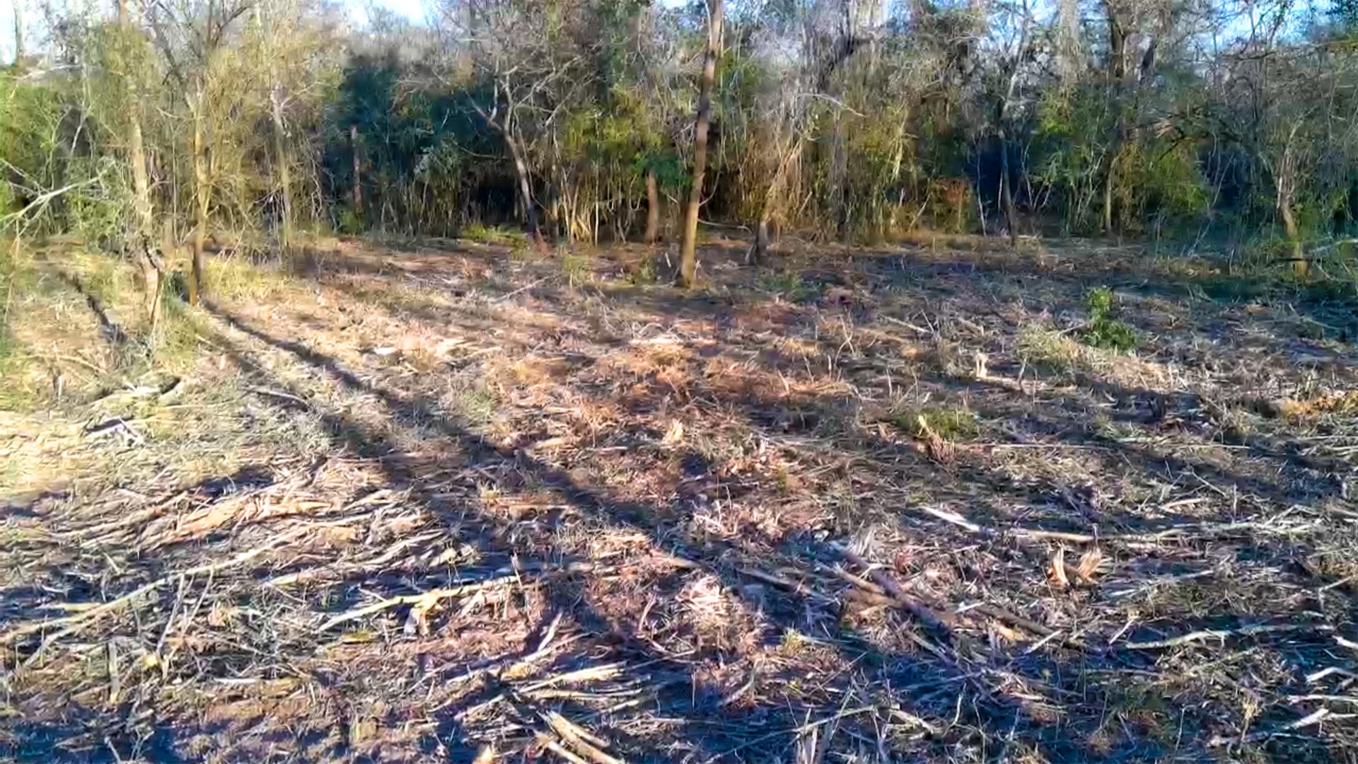 0 Derrick Road Hempstead, TX 77445 - Photo 5 of 11 a view of a forest with trees in the background