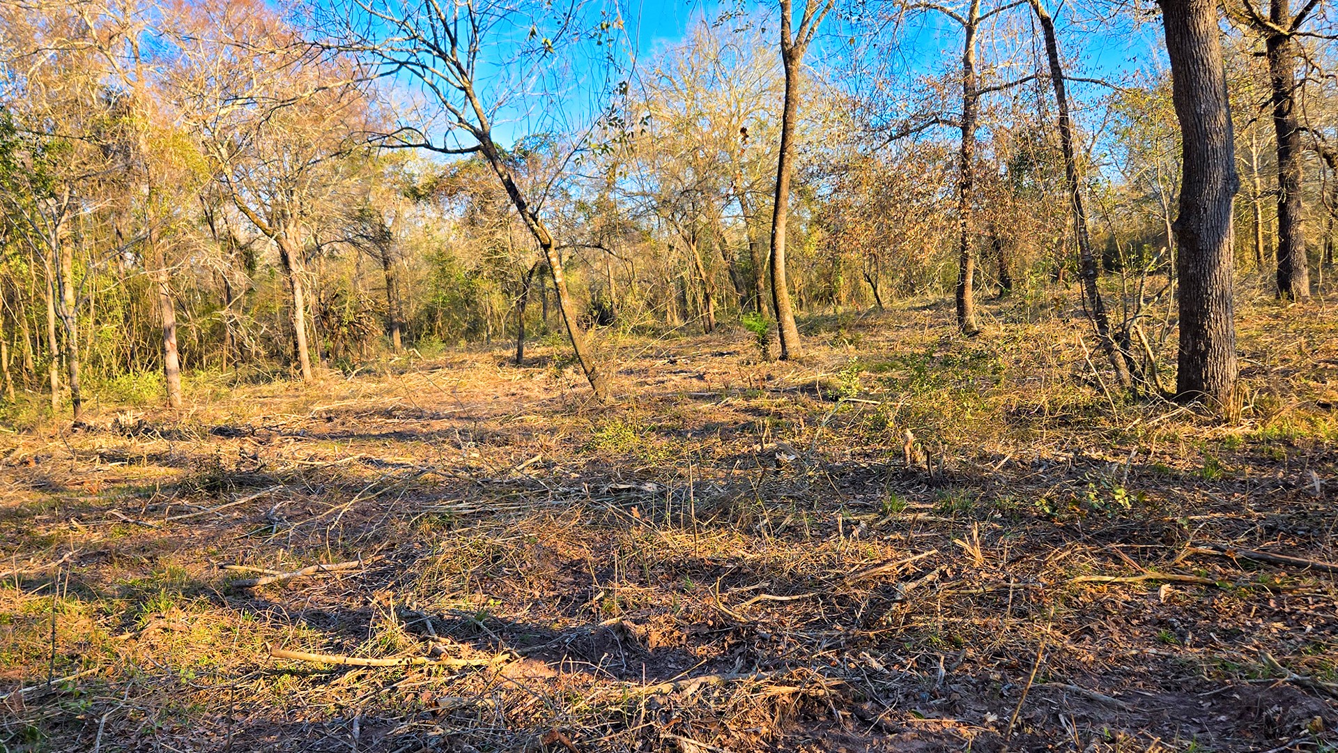 0 Derrick Road Hempstead, TX 77445 - Photo 7 of 11 a view of yard