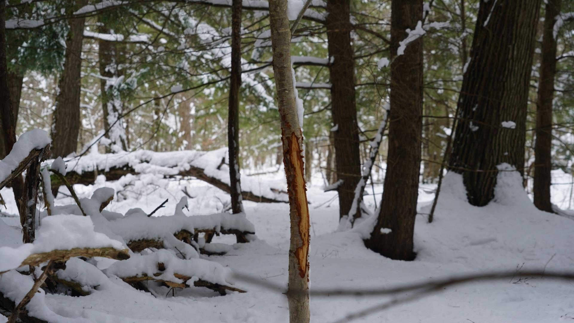 43-ac County Road FF Merrill, WI 54452 - Photo 11 of 24