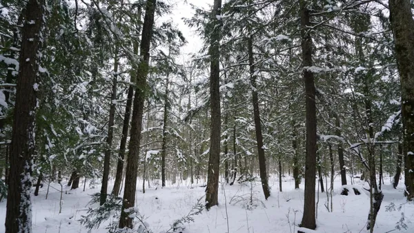 $230,000 | 43-ac County Road FF, Merrill, WI 54452