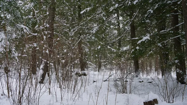 $230,000 | 43-ac County Road FF, Merrill, WI 54452