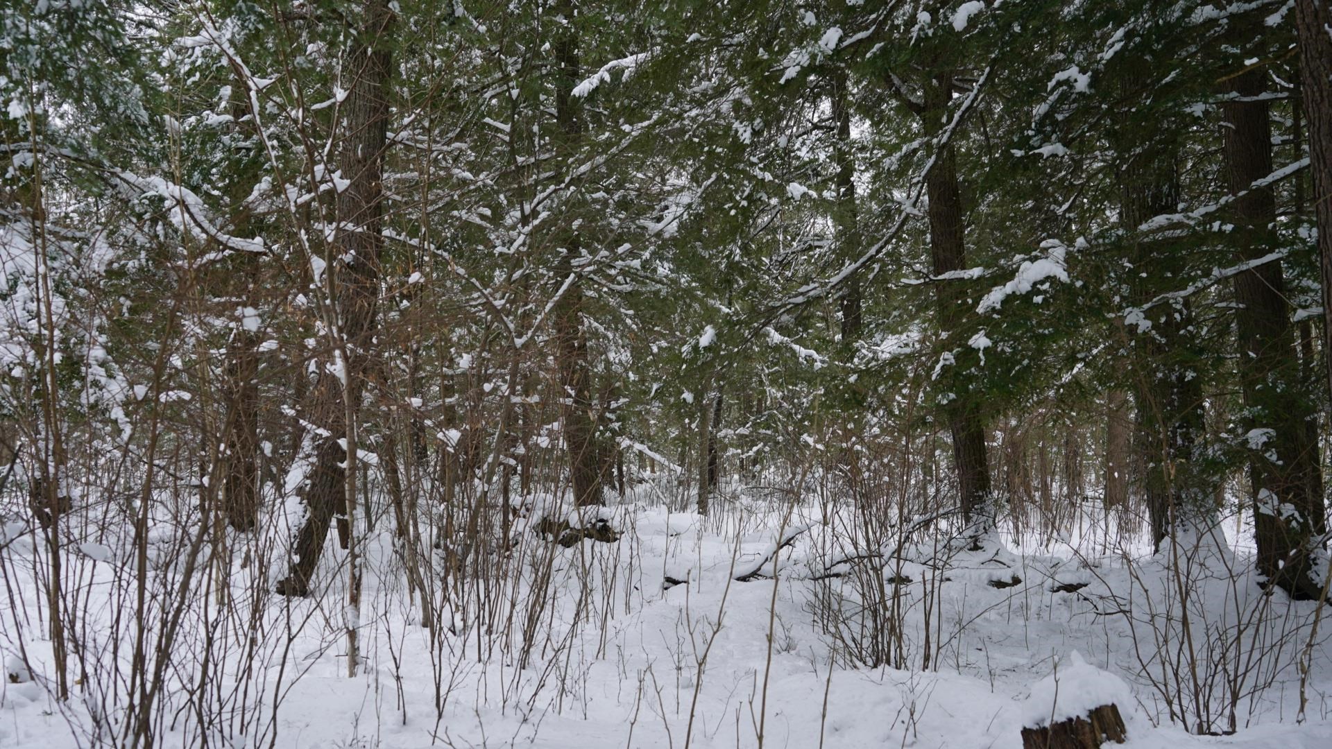 43-ac County Road FF Merrill, WI 54452 - Photo 14 of 24