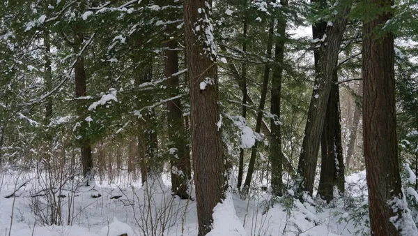 $230,000 | 43-ac County Road FF, Merrill, WI 54452