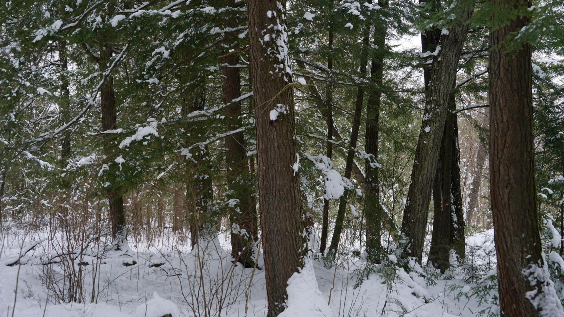 43-ac County Road FF Merrill, WI 54452 - Photo 15 of 24