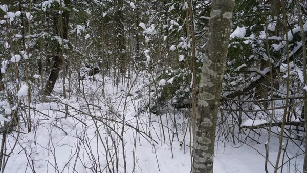 $230,000 | 43-ac County Road FF, Merrill, WI 54452