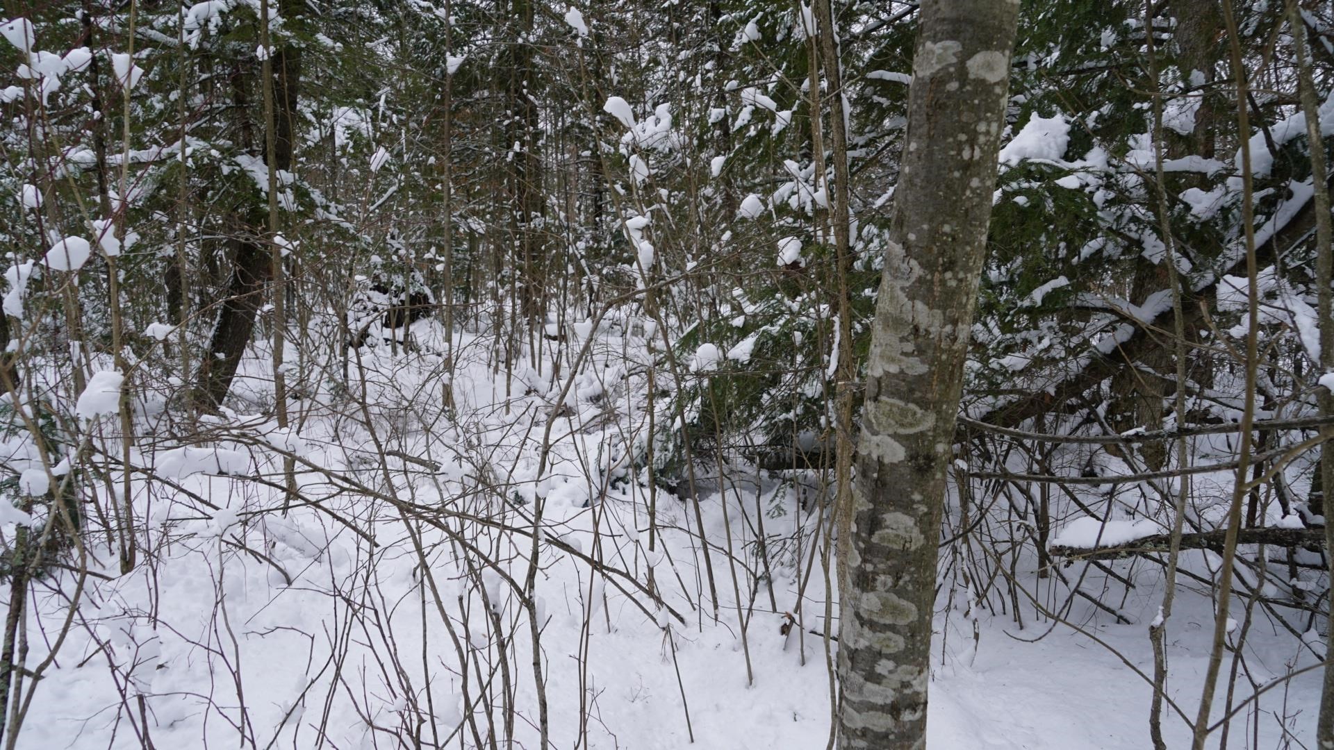 43-ac County Road FF Merrill, WI 54452 - Photo 16 of 24