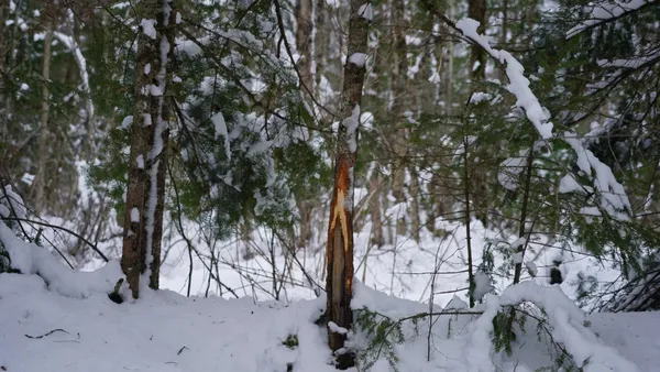 $230,000 | 43-ac County Road FF, Merrill, WI 54452