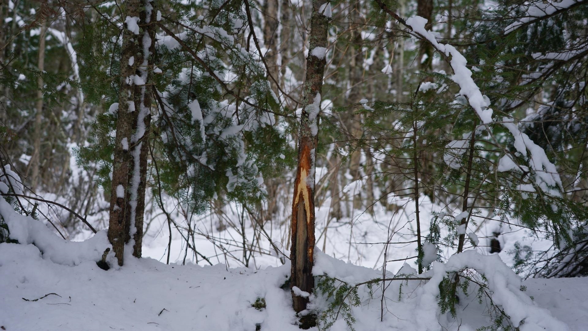 43-ac County Road FF Merrill, WI 54452 - Photo 19 of 24