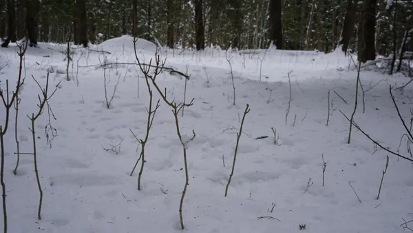 $230,000 | 43-ac County Road FF, Merrill, WI 54452