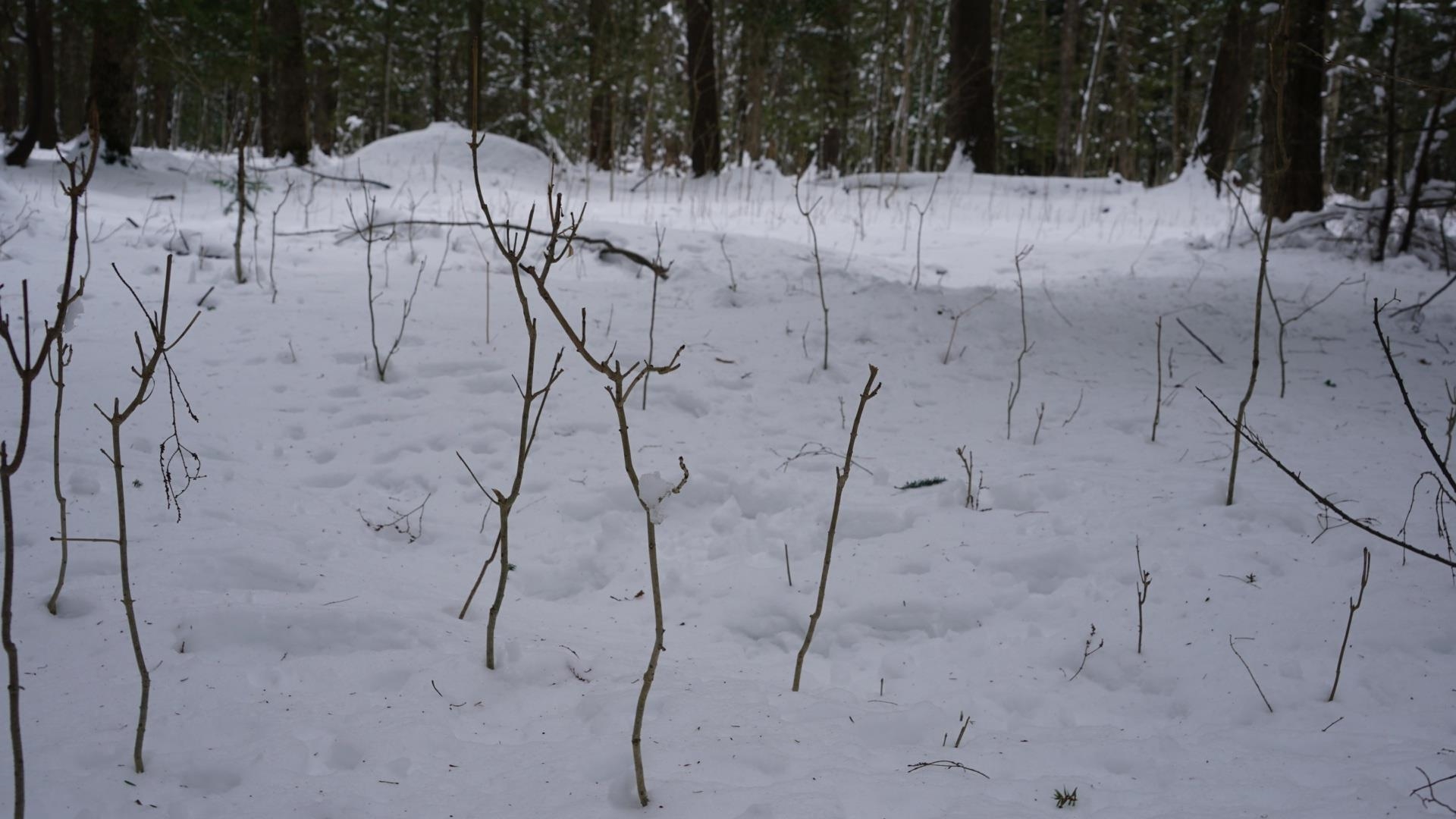 43-ac County Road FF Merrill, WI 54452 - Photo 8 of 24