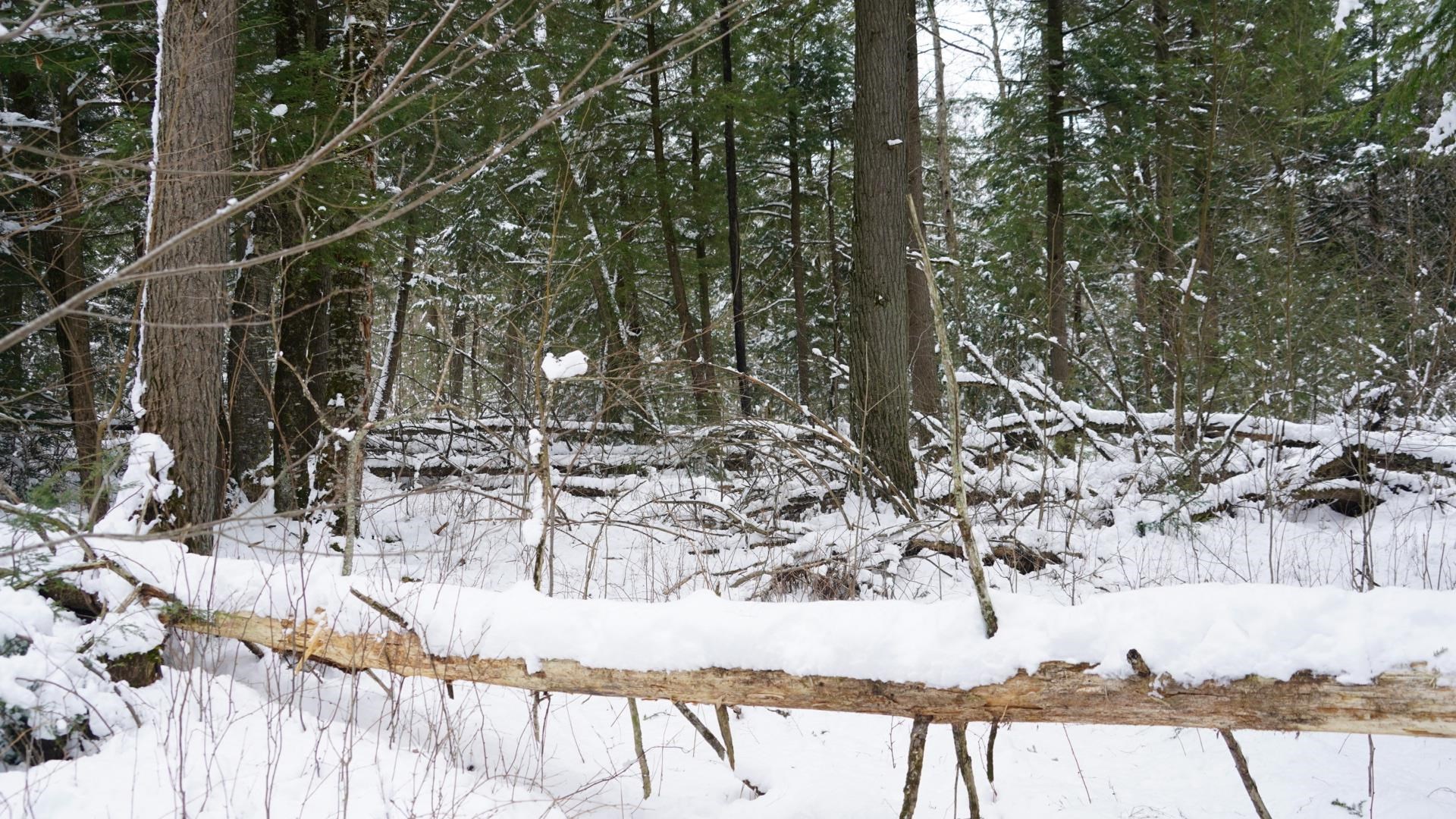 43-ac County Road FF Merrill, WI 54452 - Photo 10 of 24