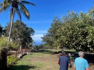 a view of a yard with a tree