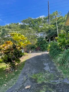 a view of a yard with an tree