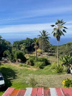 a view of a garden from a patio