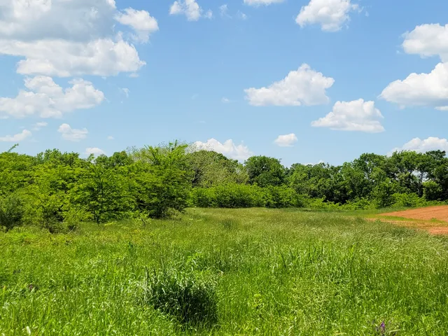 a view of a big yard with a large trees