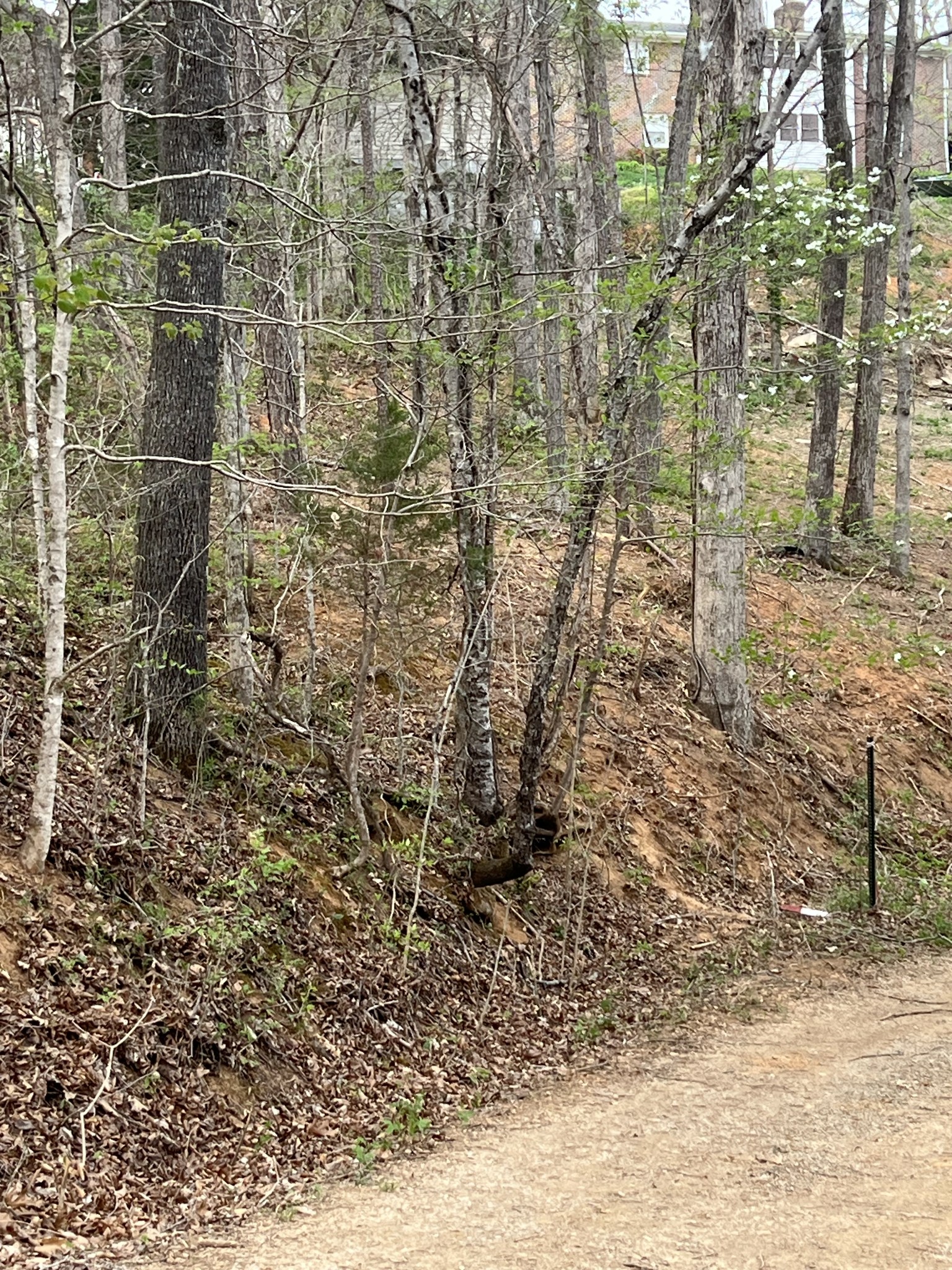 0 Cedar Hill Road Celina, TN 38551 - Photo 2 of 4