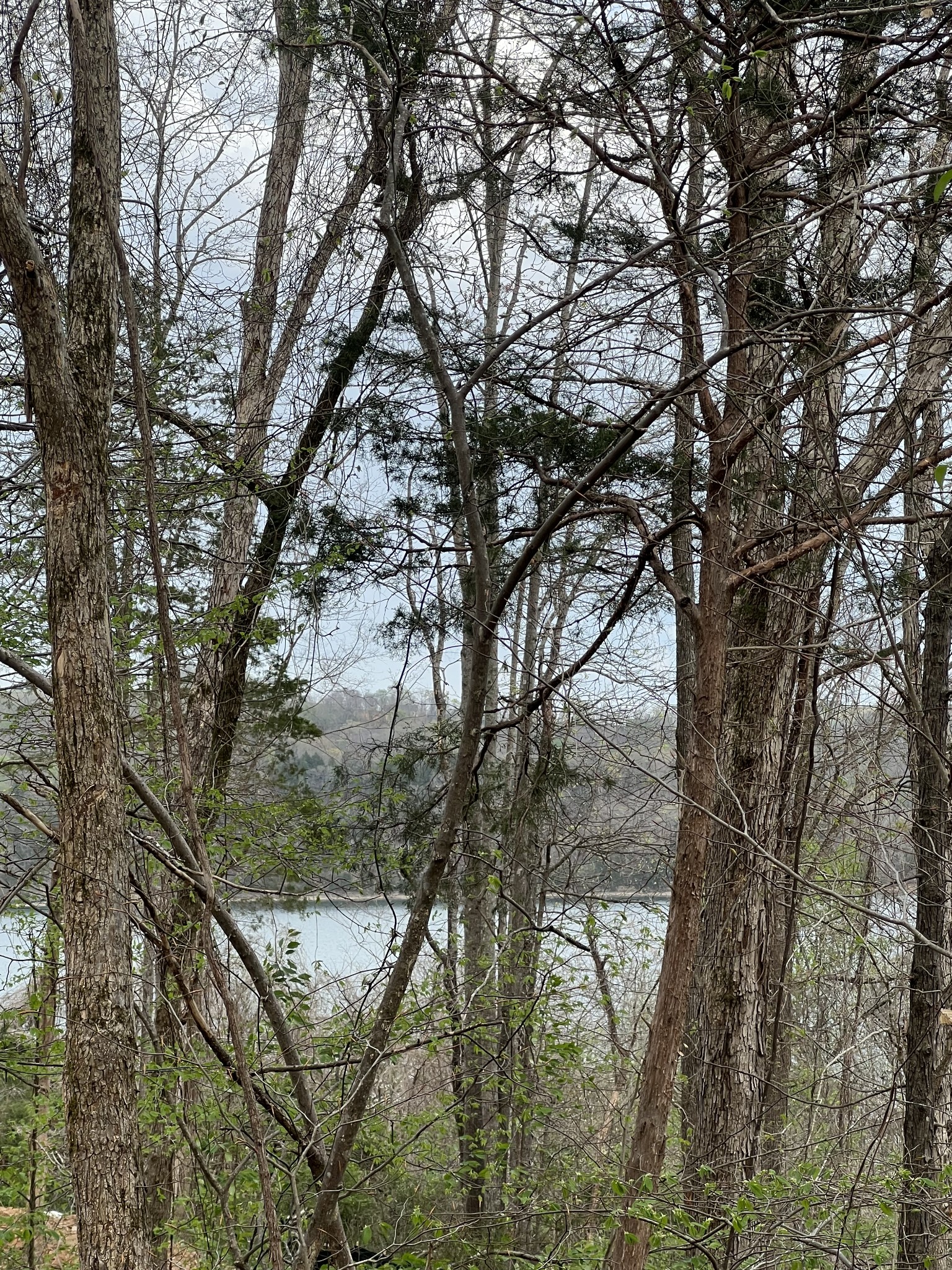 0 Cedar Hill Road Celina, TN 38551 - Photo 3 of 4 a backyard of a house with lots of trees