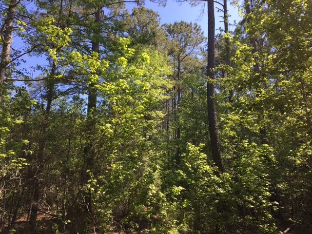 1 Possum Corner Road Walterboro, SC 29488 - Photo 1 of 7 Possum Corner Road