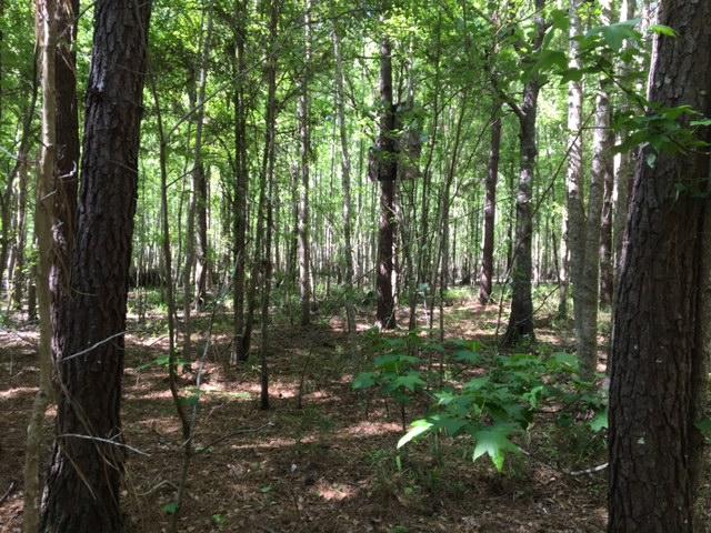 1 Possum Corner Road Walterboro, SC 29488 - Photo 5 of 7 Possum Corner Road