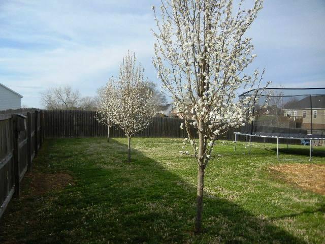 1002 Mallory Lane Spring Hill, TN 37174 - Photo 16 of 20 Shade trees in the making, in your back yard.