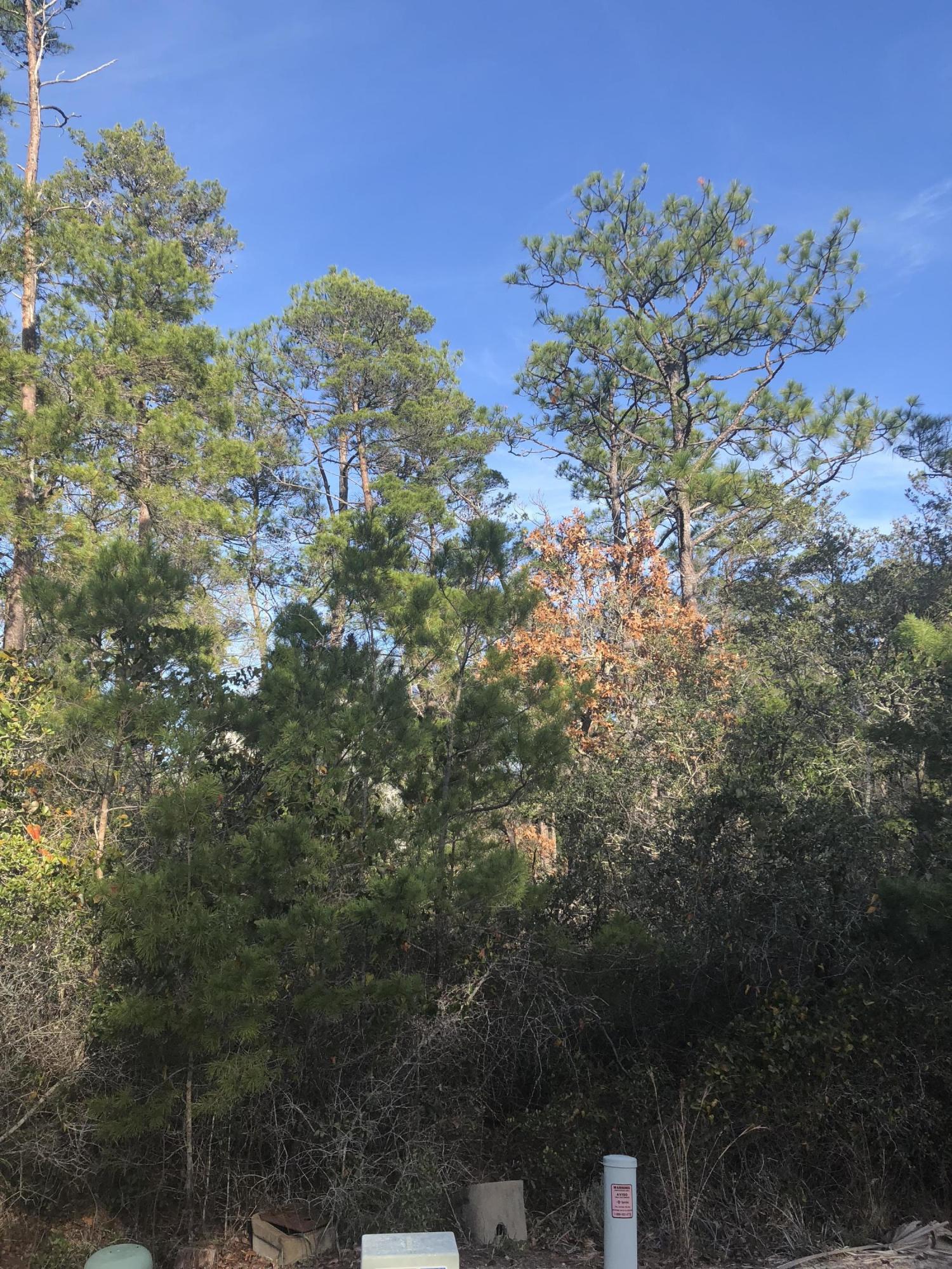 Lot 54 Matt's Way Santa Rosa Beach, FL 32459 - Photo 15 of 15 a view of a bunch of trees