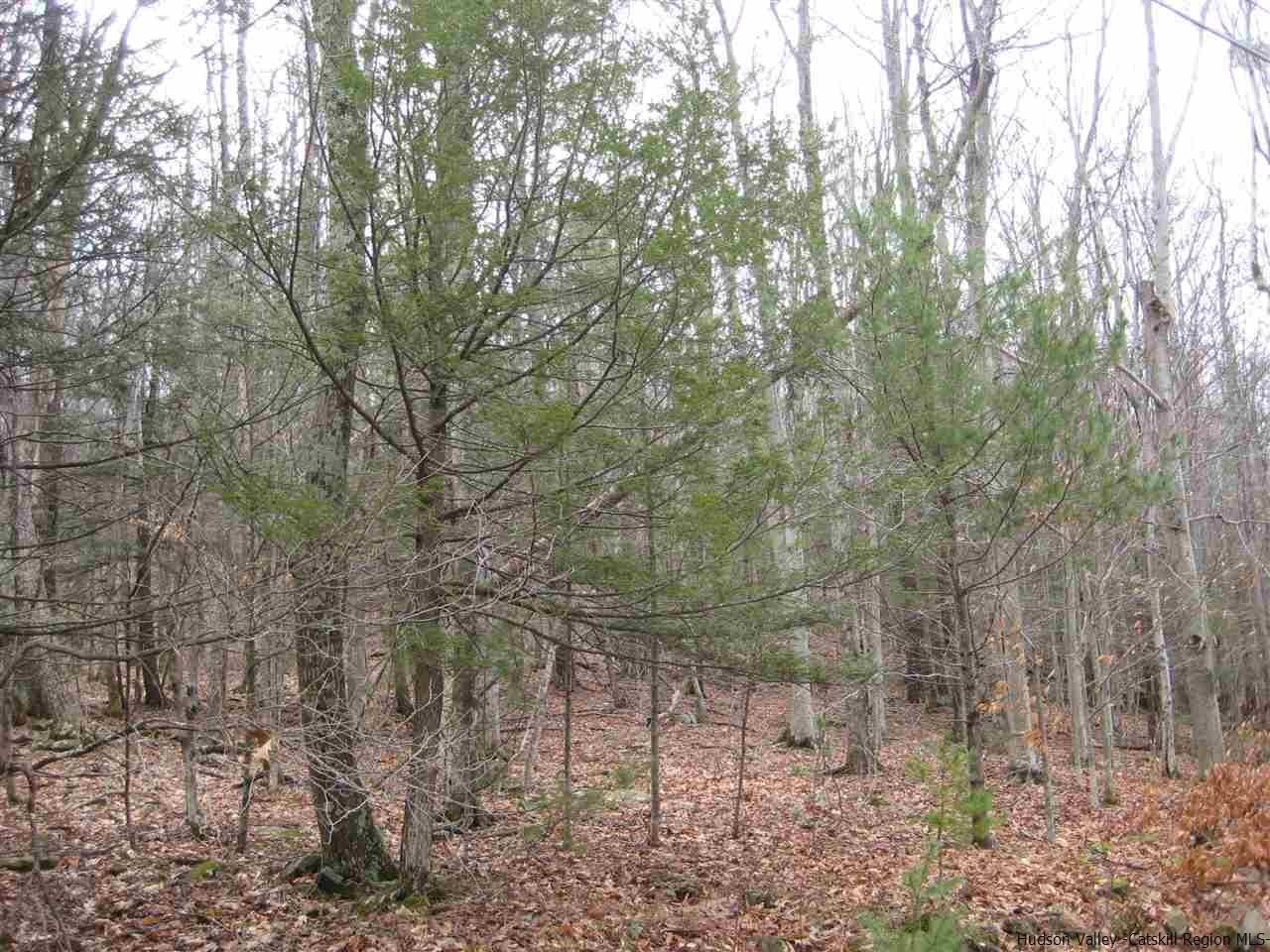 0 Mt Tobias Road Mount Tremper, NY 12457 - Photo 2 of 5 Photo 2