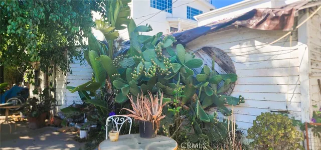 a close up of a flower in a garden