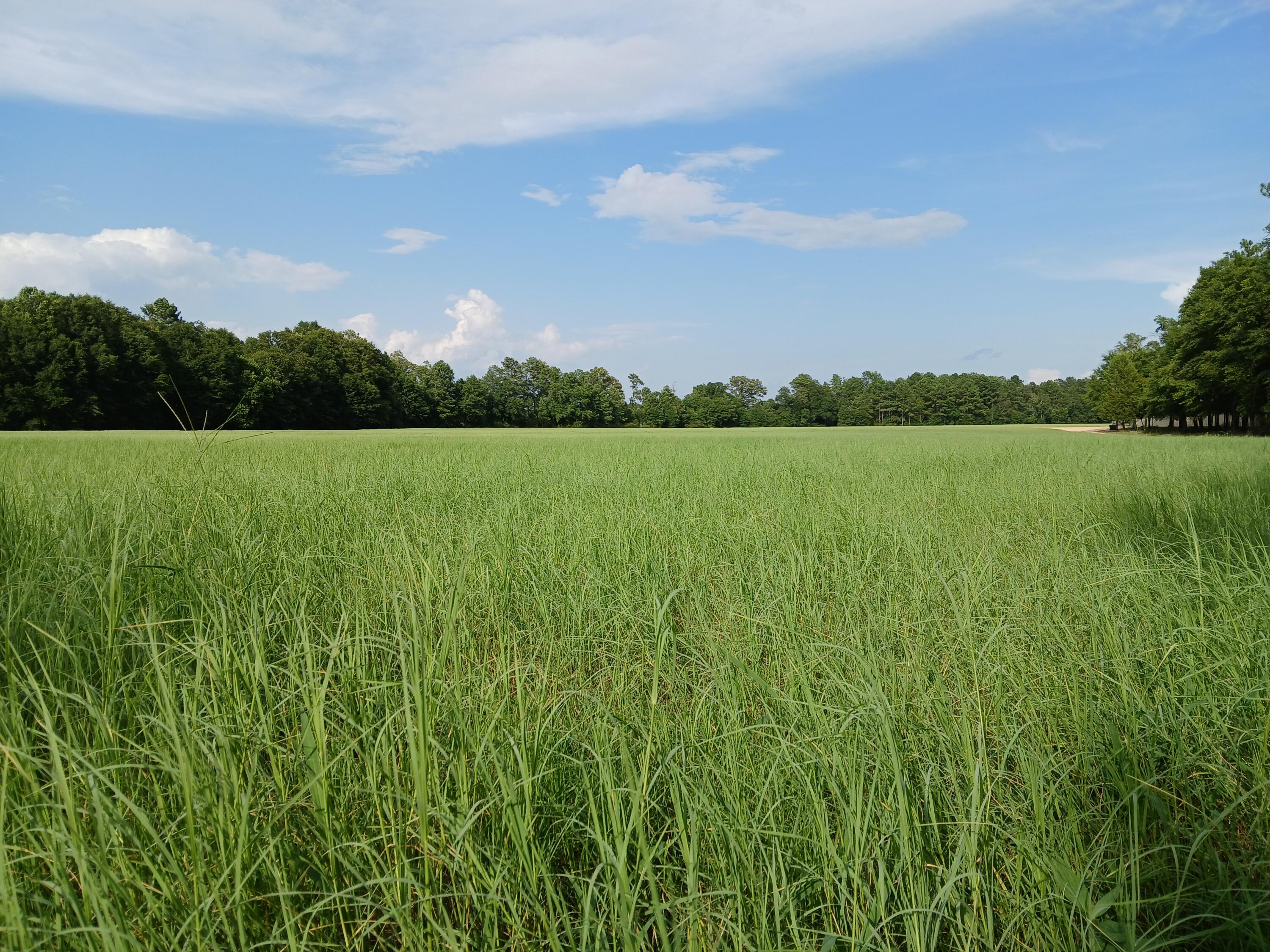 5095 Fellowship Road Williston, SC 29853 - Photo 35 of 35 20240718_180126