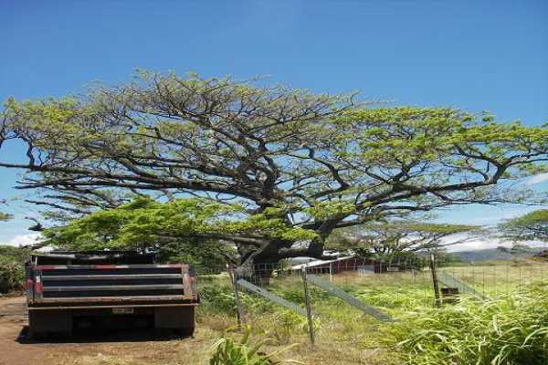 5460 Koloa Road Koloa, HI 96756 - Photo 2 of 2