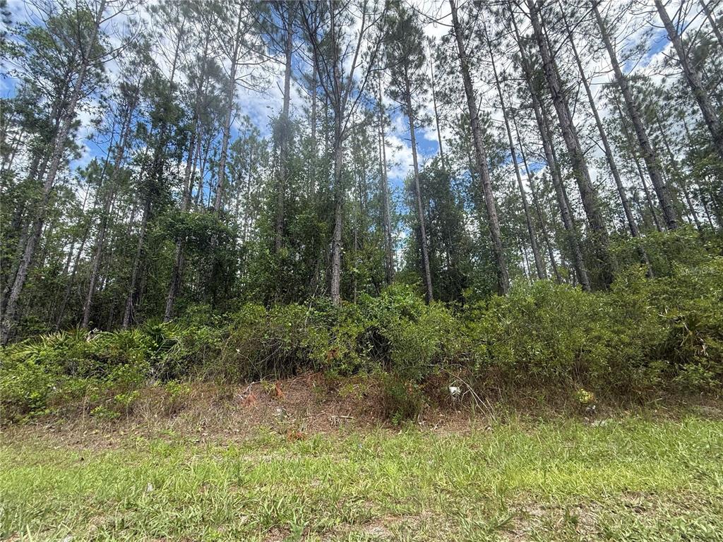 Southwest 89th Street Lake Butler, FL 32054 - Photo 3 of 15