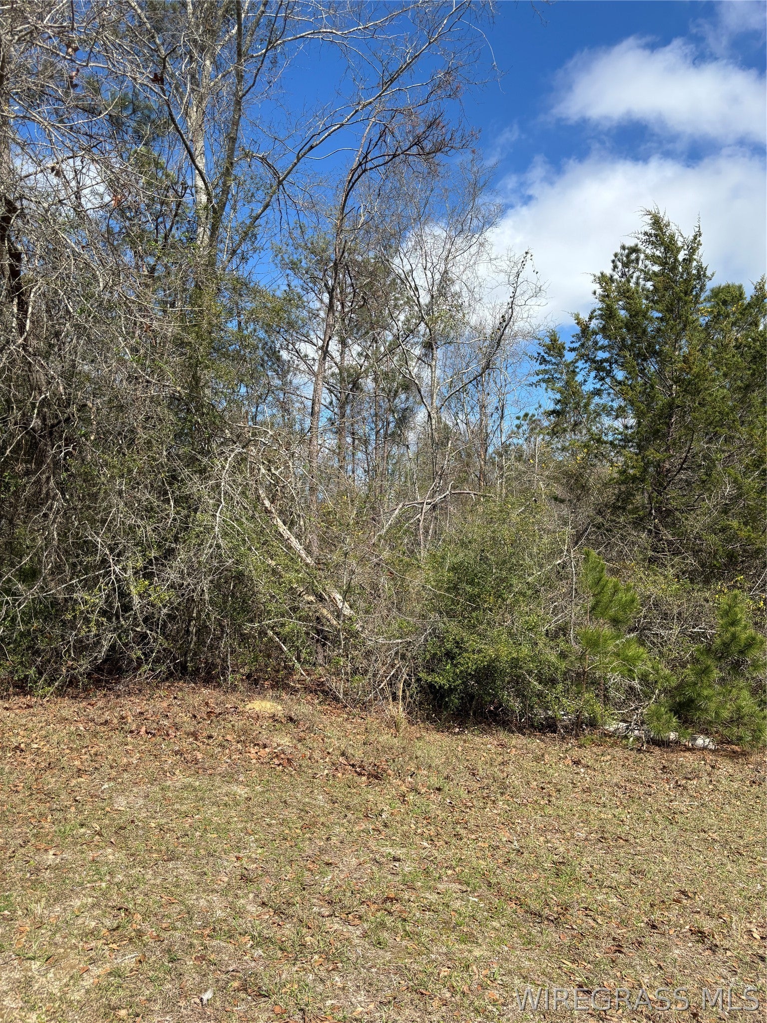 35729 Hesters Store Road Red Level, AL 36474 - Photo 4 of 6 Gallery Image 4