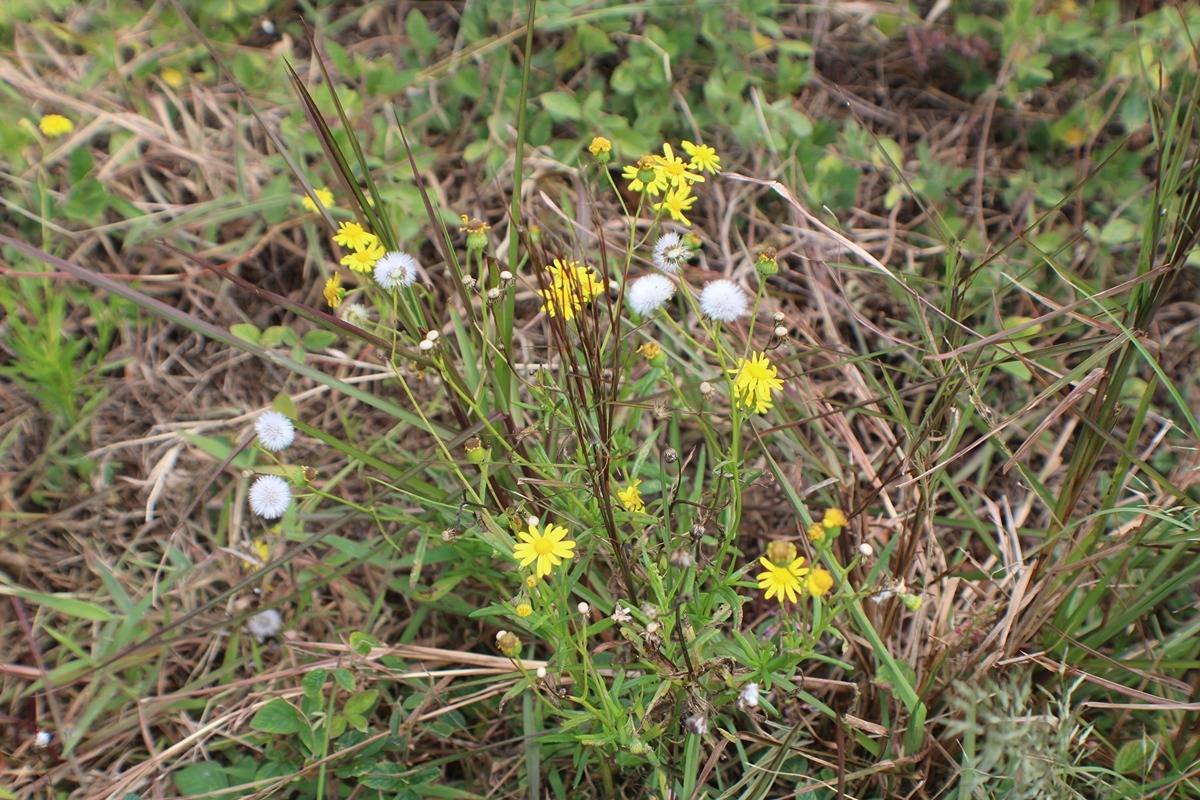 14 Bamboo Lane Ocean View, HI 96704 - Photo 11 of 17 a backyard of a multi story white house