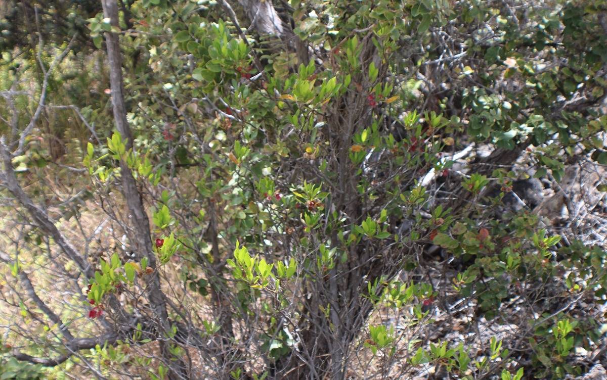 14 Bamboo Lane Ocean View, HI 96704 - Photo 12 of 17 a view of tree