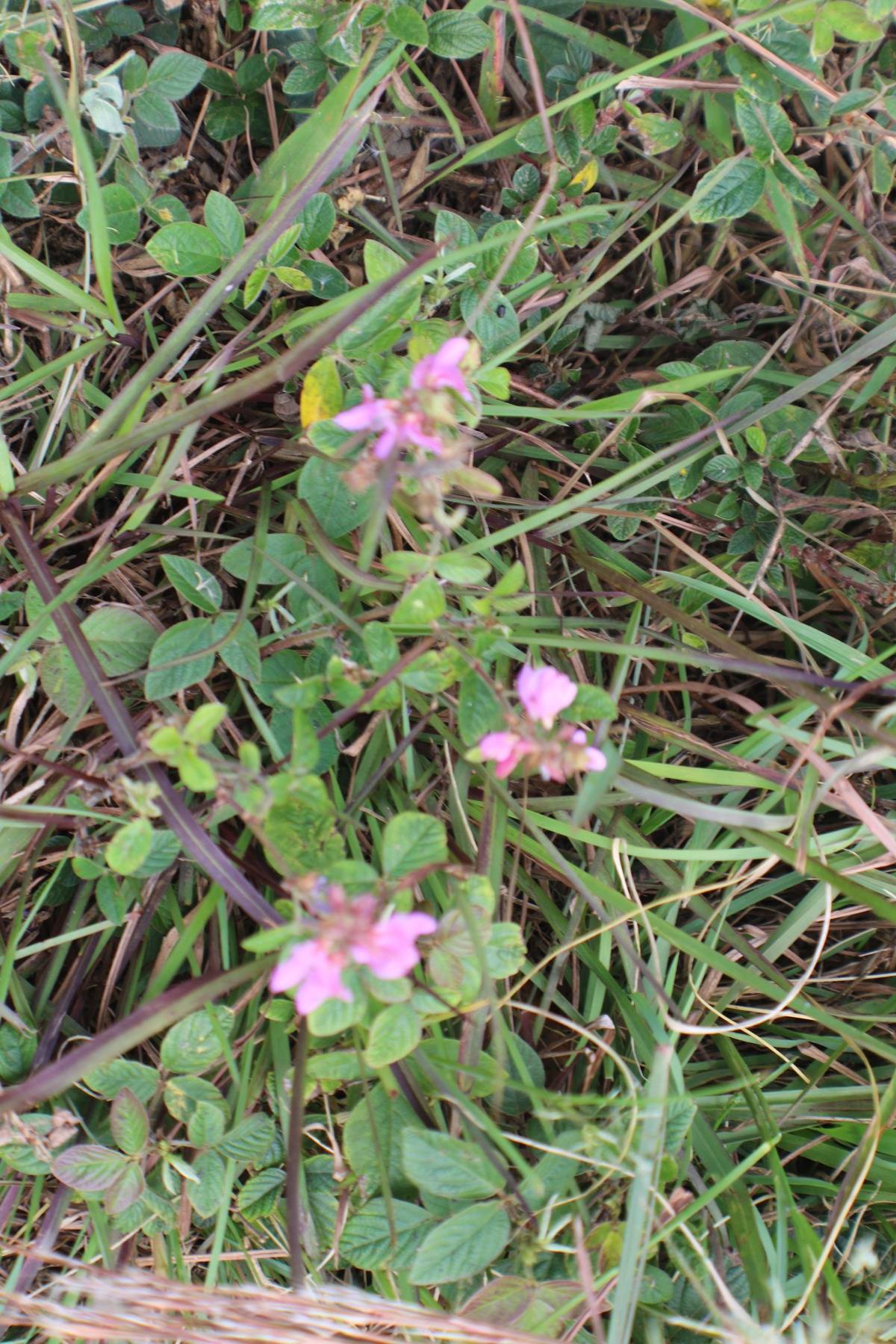 14 Bamboo Lane Ocean View, HI 96704 - Photo 13 of 17