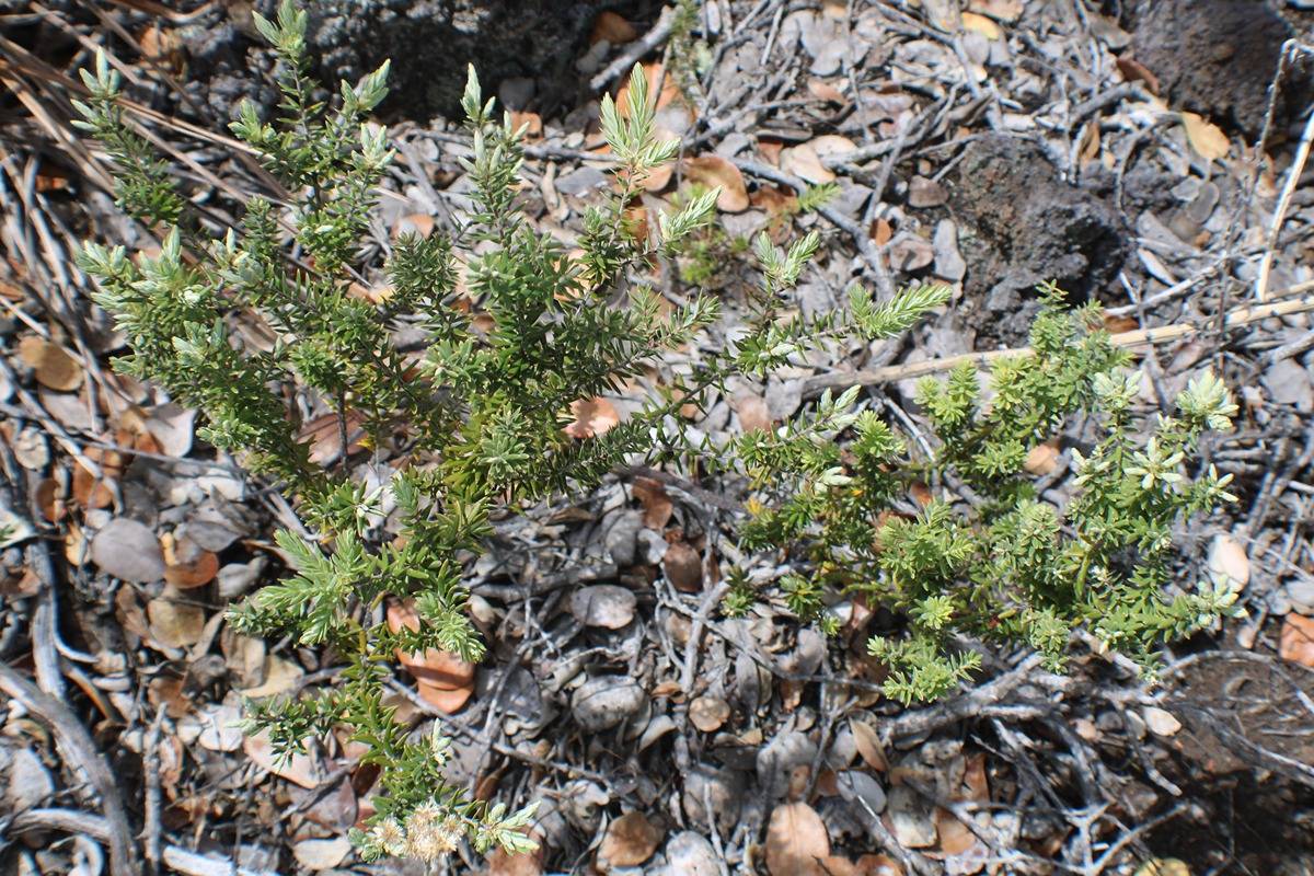 14 Bamboo Lane Ocean View, HI 96704 - Photo 14 of 17 a view of a tree