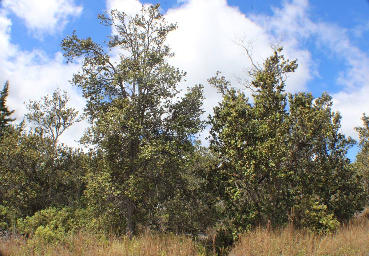 14 Bamboo Lane Ocean View, HI 96704 - Photo 3 of 17 a backyard of a house with lots of green space