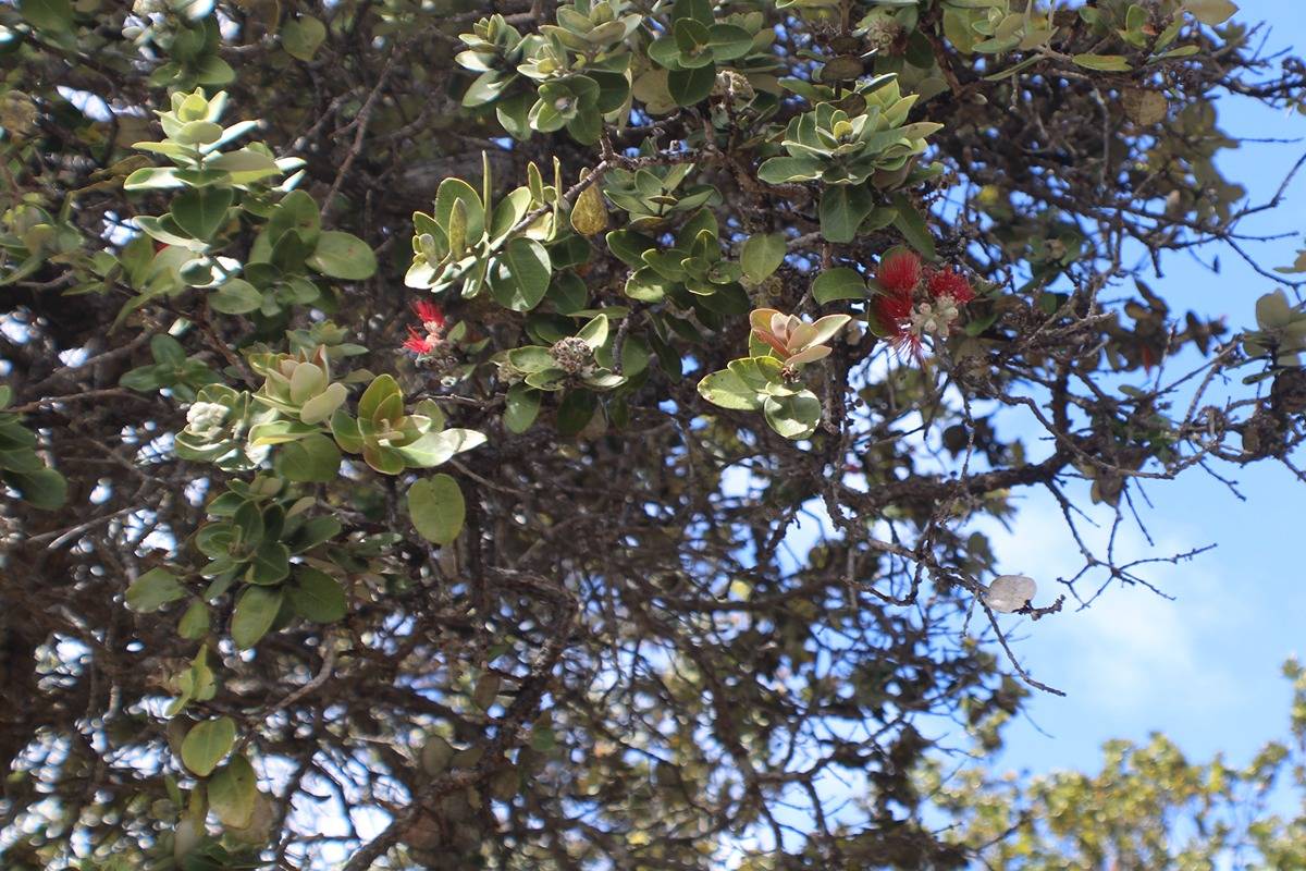 14 Bamboo Lane Ocean View, HI 96704 - Photo 4 of 17