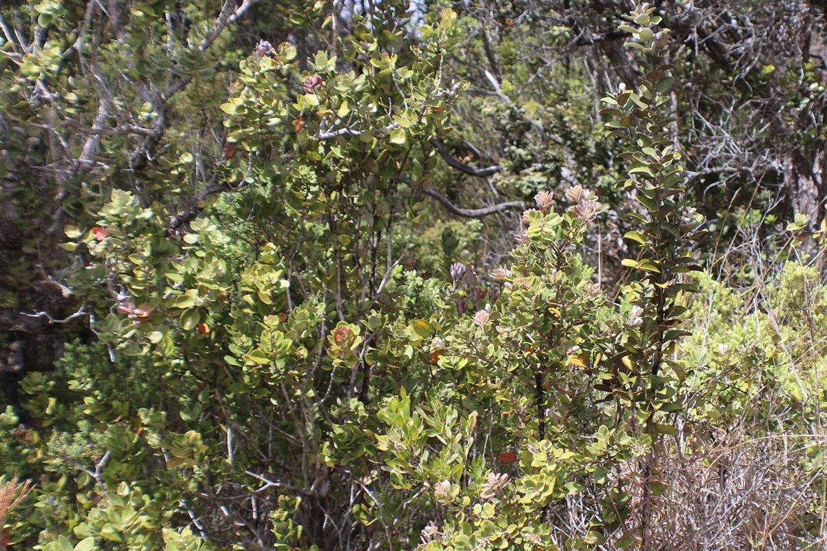 14 Bamboo Lane Ocean View, HI 96704 - Photo 6 of 17 a view of a tree