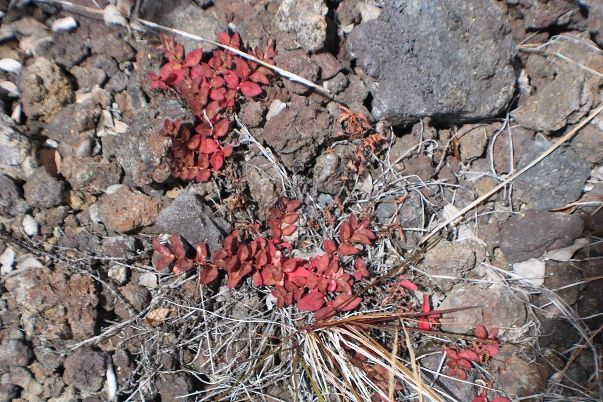 14 Bamboo Lane Ocean View, HI 96704 - Photo 7 of 17