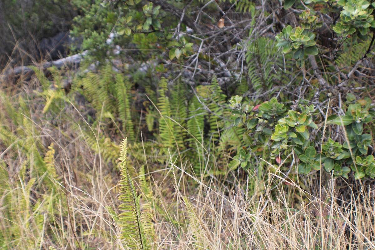 14 Bamboo Lane Ocean View, HI 96704 - Photo 8 of 17 a close up of a plant