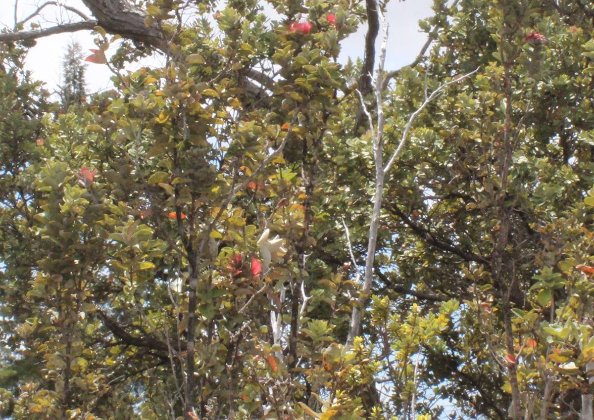 14 Bamboo Lane Ocean View, HI 96704 - Photo 10 of 17 a view of tree
