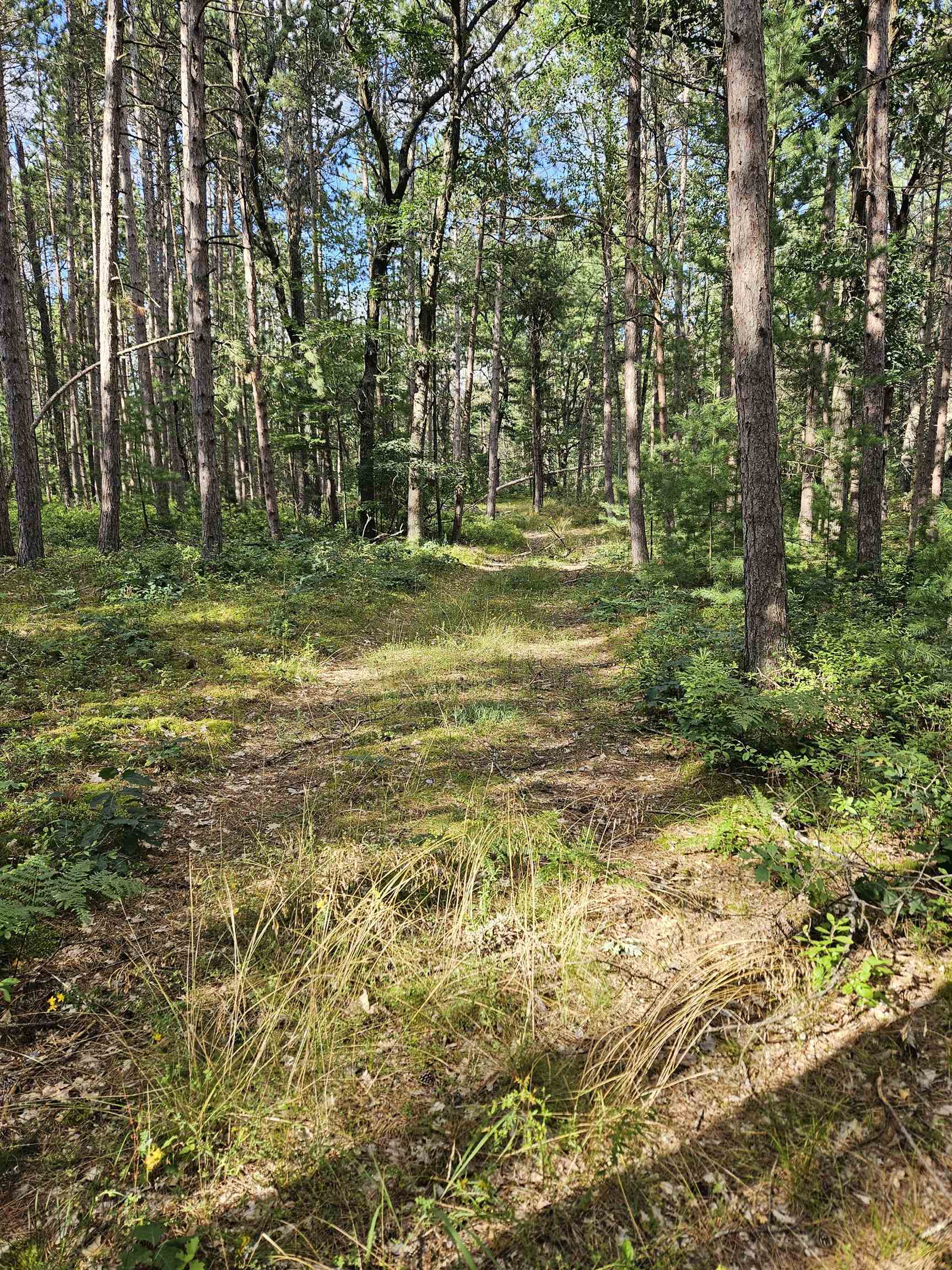 0 Curtis Road Hale, MI 48739 - Photo 10 of 24