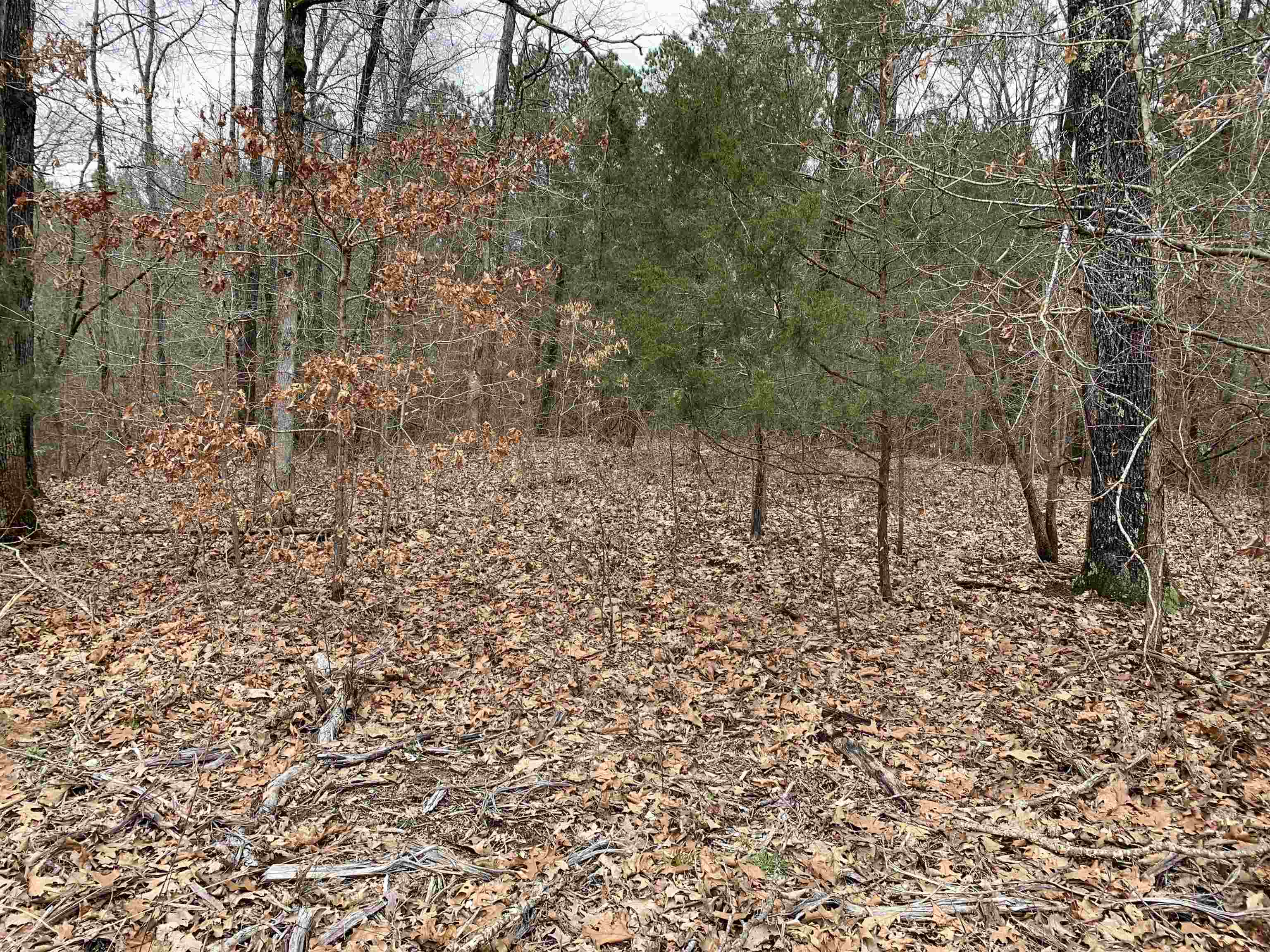 10 Acres Road Finger, TN 38334 - Photo 1 of 13 a view of a yard with a tree