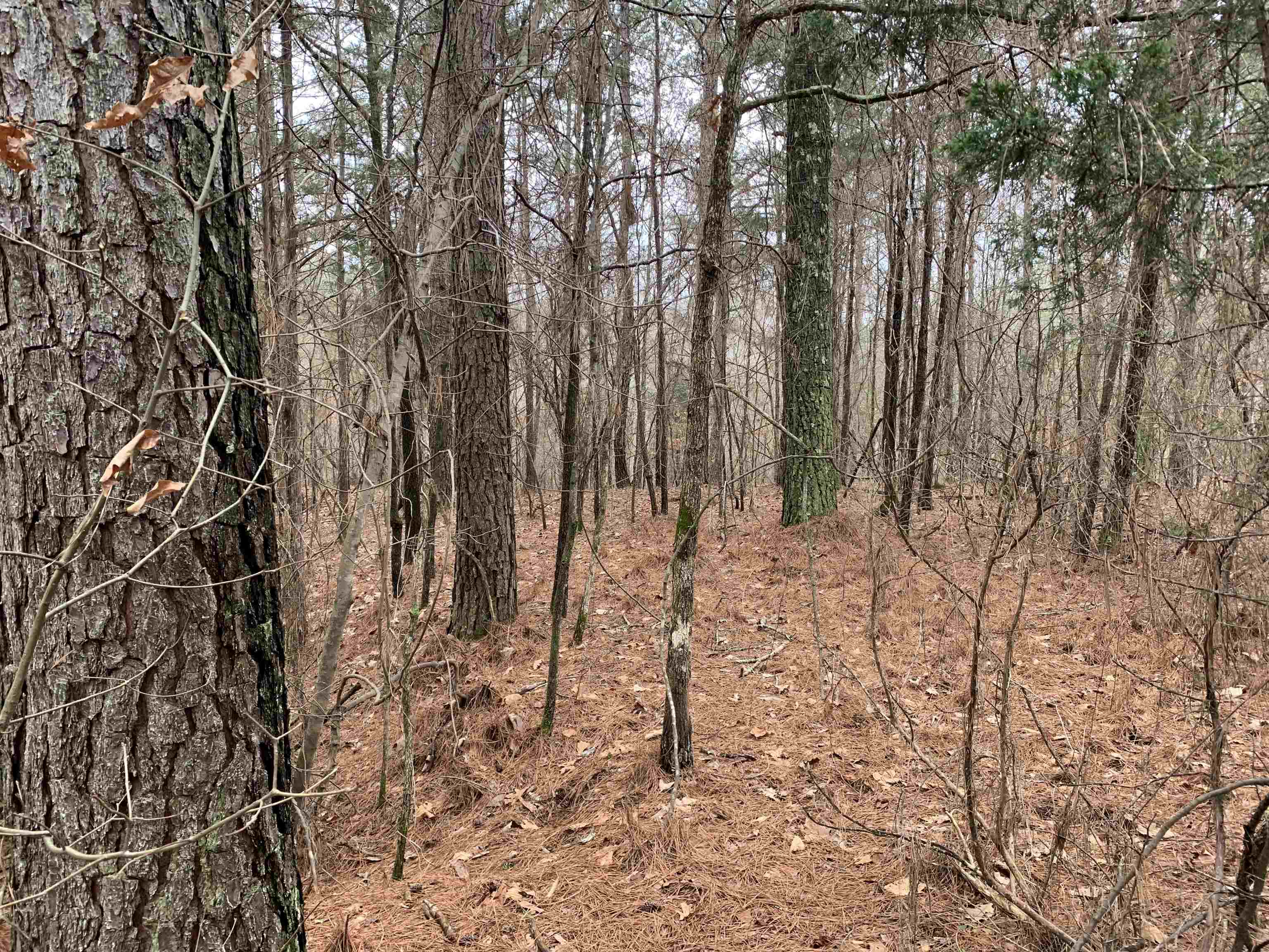 10 Acres Road Finger, TN 38334 - Photo 12 of 13 a view of outdoor space with lots of trees