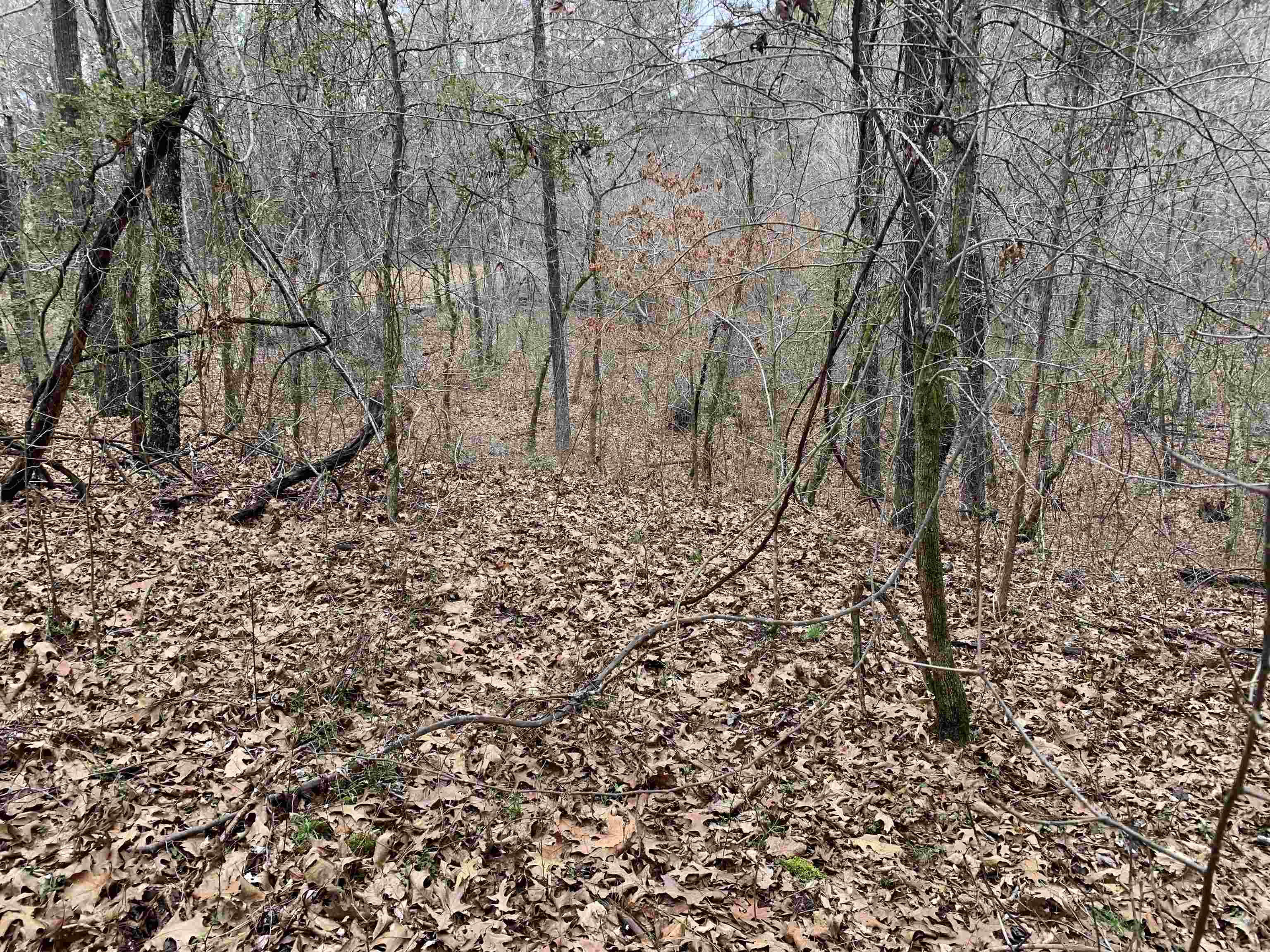 10 Acres Road Finger, TN 38334 - Photo 6 of 13 a view of a yard with lots of bushes