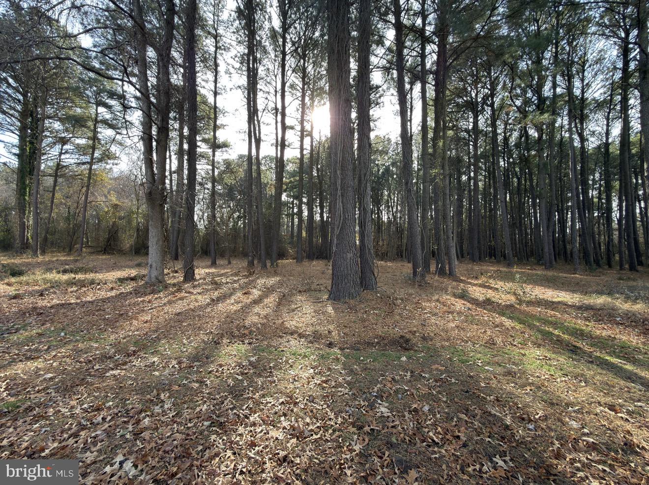 0 Keen Road Deal Island, MD 21821 - Photo 1 of 1 a view of outdoor space with trees