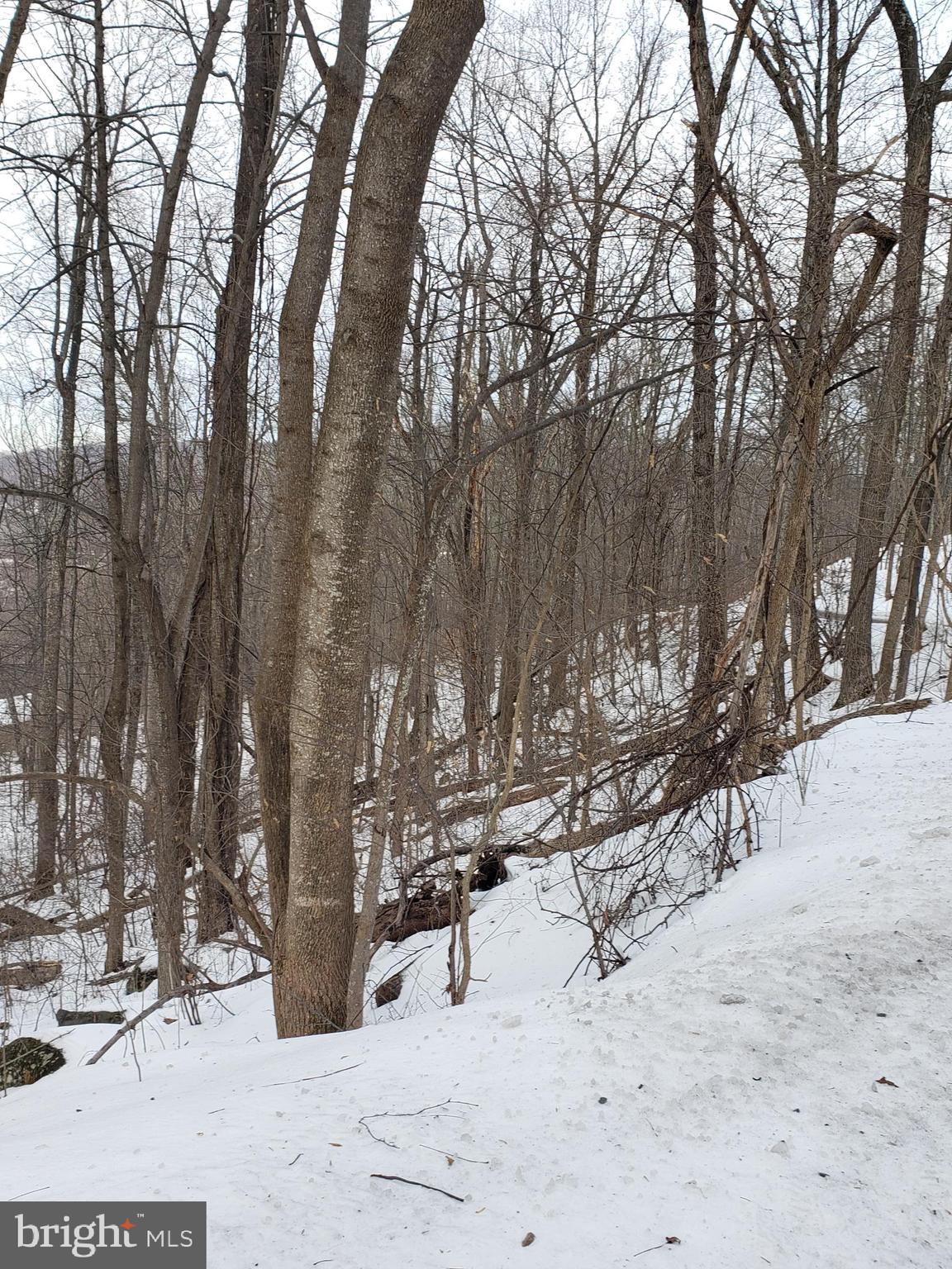 Walnut Tree Road Front Royal, VA 22630 - Photo 1 of 5 Seasonal Mtn View towards back of lot