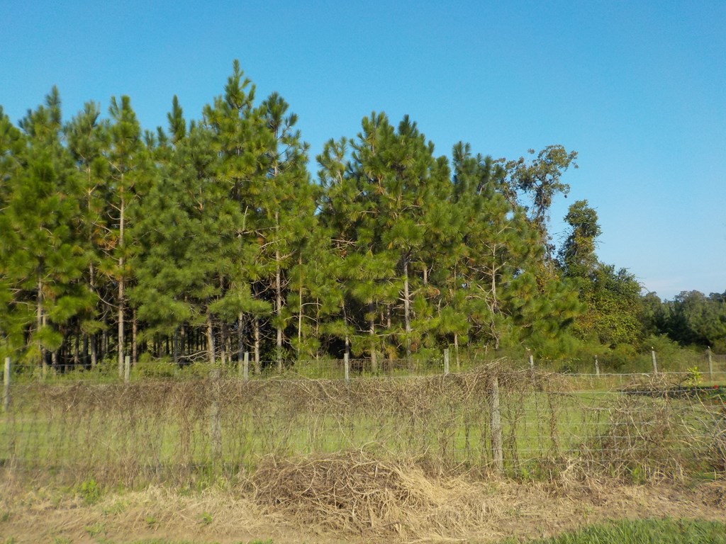 18/ Cty Road Headland, AL 36345 - Photo 11 of 22